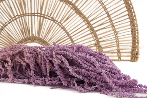 Amarante stabilis&eacute;e Lavender Lane