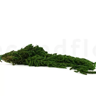 Preserved Amaranthus Eden Green