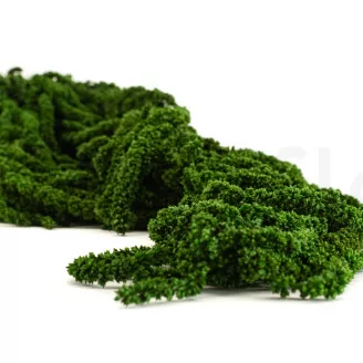 Preserved Amaranthus Eden Green