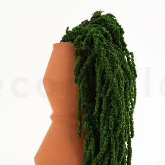 Preserved Amaranthus Eden Green