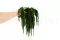 Preserved Amaranthus Eden Green 4