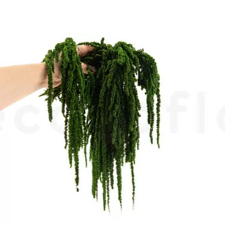 Preserved Amaranthus Eden Green