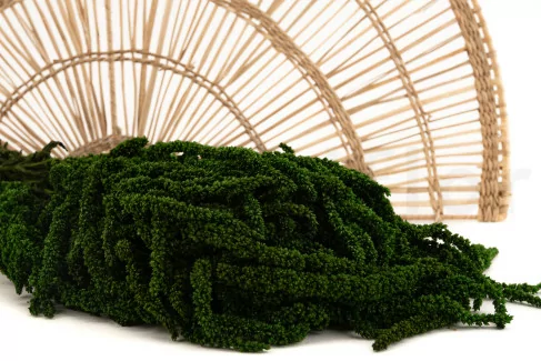 Amarante stabilis&eacute;e Eden Green
