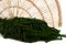 Preserved Amaranthus Eden Green 1