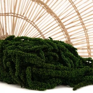 Preserved Amaranthus Eden Green
