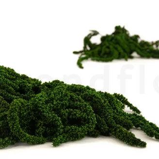 Preserved Amaranthus Eden Green