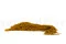 Preserved Amaranthus Honey Yellow 5