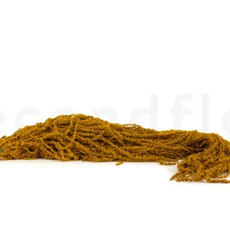 Preserved Amaranthus Honey Yellow