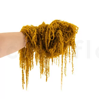 Preserved Amaranthus Honey Yellow