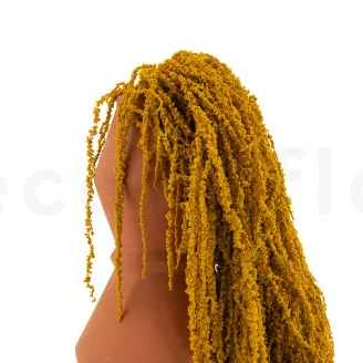 Preserved Amaranthus Honey Yellow