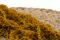 Preserved Amaranthus Honey Yellow 3