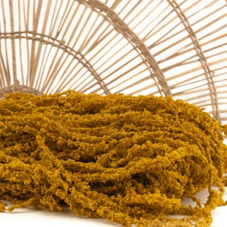 Konservierter Amaranth Honey Yellow