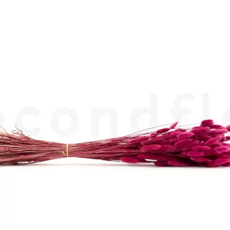 Lagurus Ovatus essiccato Raspberry