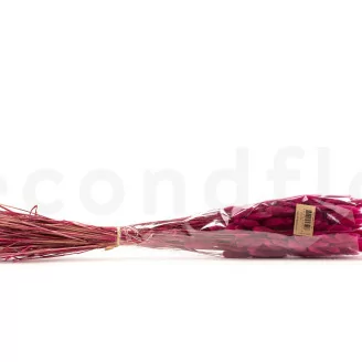 Dried Lagurus Ovatus Raspberry