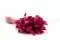Lagurus Ovatus essiccato Raspberry 6