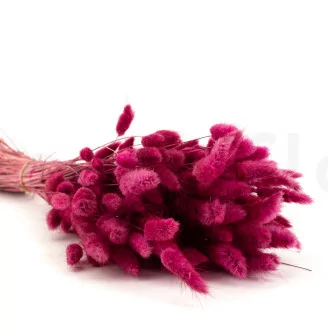 Getrockneter Lagurus Ovatus Raspberry