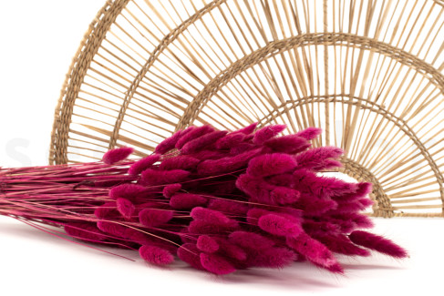 Lagurus Ovatus s&eacute;ch&eacute; - Bouquet - Raspberry