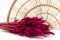 Getrockneter Lagurus Ovatus Raspberry 1