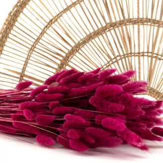 Lagurus Ovatus seco Raspberry