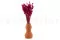 Lagurus Ovatus essiccato Raspberry 2