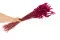 Dried Lagurus Ovatus Raspberry 4