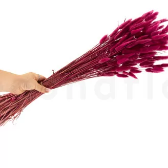 Dried Lagurus Ovatus Raspberry