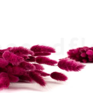 Getrockneter Lagurus Ovatus Raspberry