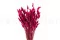 Lagurus Ovatus seco Raspberry 8