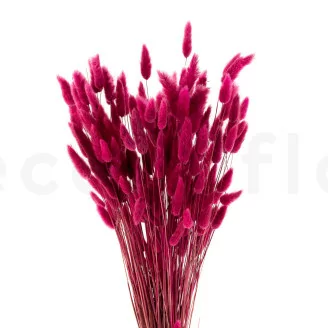 Lagurus Ovatus essiccato Raspberry