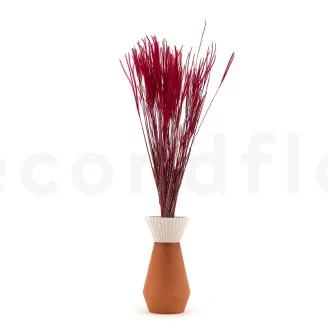 Ouro essiccato Raspberry