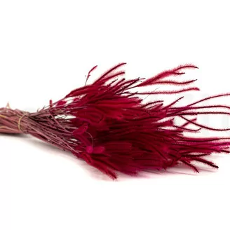 Getrockneter Ouro Raspberry