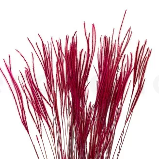 Dried Ouro Raspberry