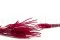 Ouro essiccato Raspberry 8