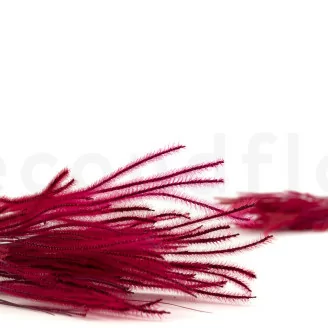 Dried Ouro Raspberry