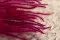 Dried Ouro Raspberry 3