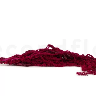 Preserved Amaranthus Raspberry