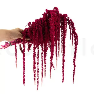 Konservierter Amaranth Raspberry