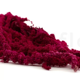 Preserved Amaranthus Raspberry