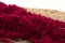 Preserved Amaranthus Raspberry 3