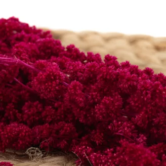 Preserved Amaranthus Raspberry