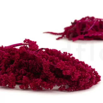 Preserved Amaranthus Raspberry