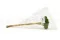 Scabiosa stellata stabilizzata Verde (x10) 9
