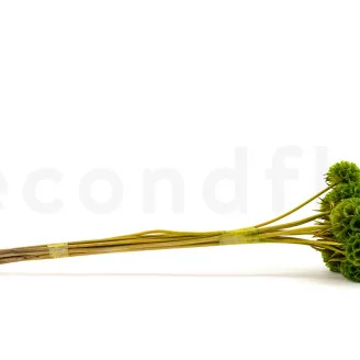 Scabiosa Stellata stabilis&eacute;e Vert (x10)