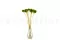 Preserved Scabiosa stellata Green (x10) 2
