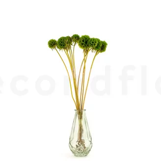 Scabiosa Stellata stabilis&eacute;e Vert (x10)