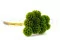 Preserved Scabiosa stellata Green (x10) 6