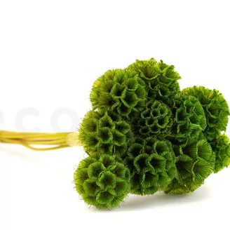 Preserved Scabiosa stellata Green (x10)