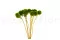 Scabiosa stellata stabilizzata Verde (x10) 7