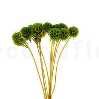 Scabiosa Stellata stabilis&eacute;e Vert (x10)