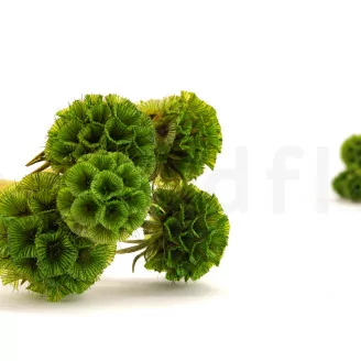 Scabiosa stellata stabilizzata Verde (x10)